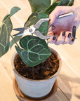 pruners indoor garden