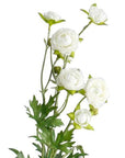 Petit Ranunculous Spray White 56cm