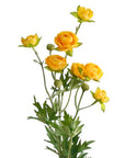 Petit Ranunculous Spray Yellow 56cm