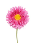 Faux Flowers - Single Mini Gerberas