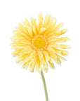 Faux Flowers - Single Mini Gerberas