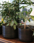 Calypso Planters