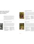 Page from a book or document about evergreen trees, shrubs, and climbers with text and images.