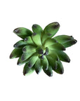 Faux Plant - Albiflora Sedum Green
