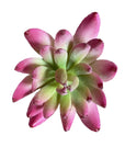 Faux Plant - Albiflora Sedum Pink