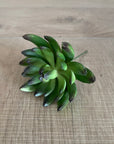Faux Plant - Albiflora Sedum Green