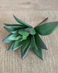 Faux Plant - Graptoveria Succulent
