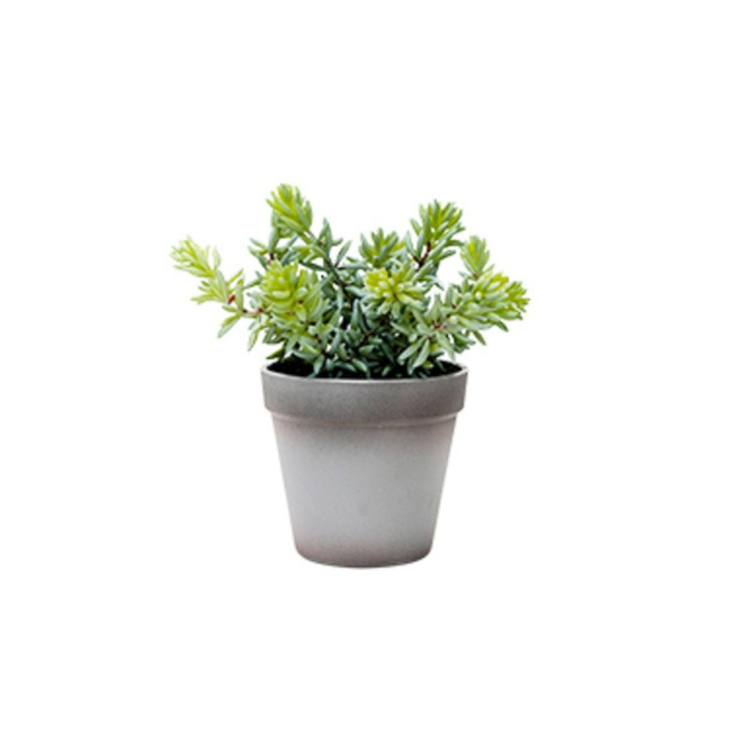 Angelina Succulent Grey Pot 22cm