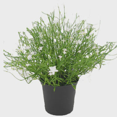 Babies Breath Potted Bush