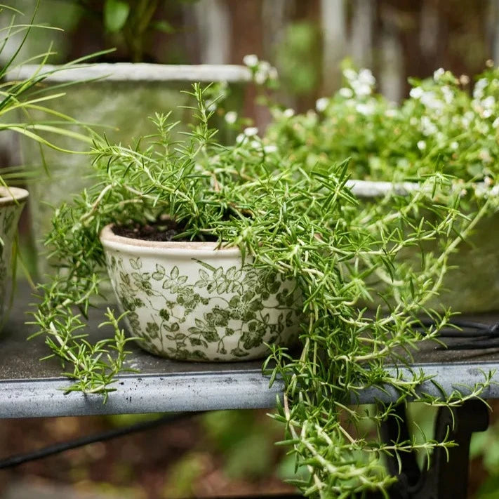 French Country Botanical Pots