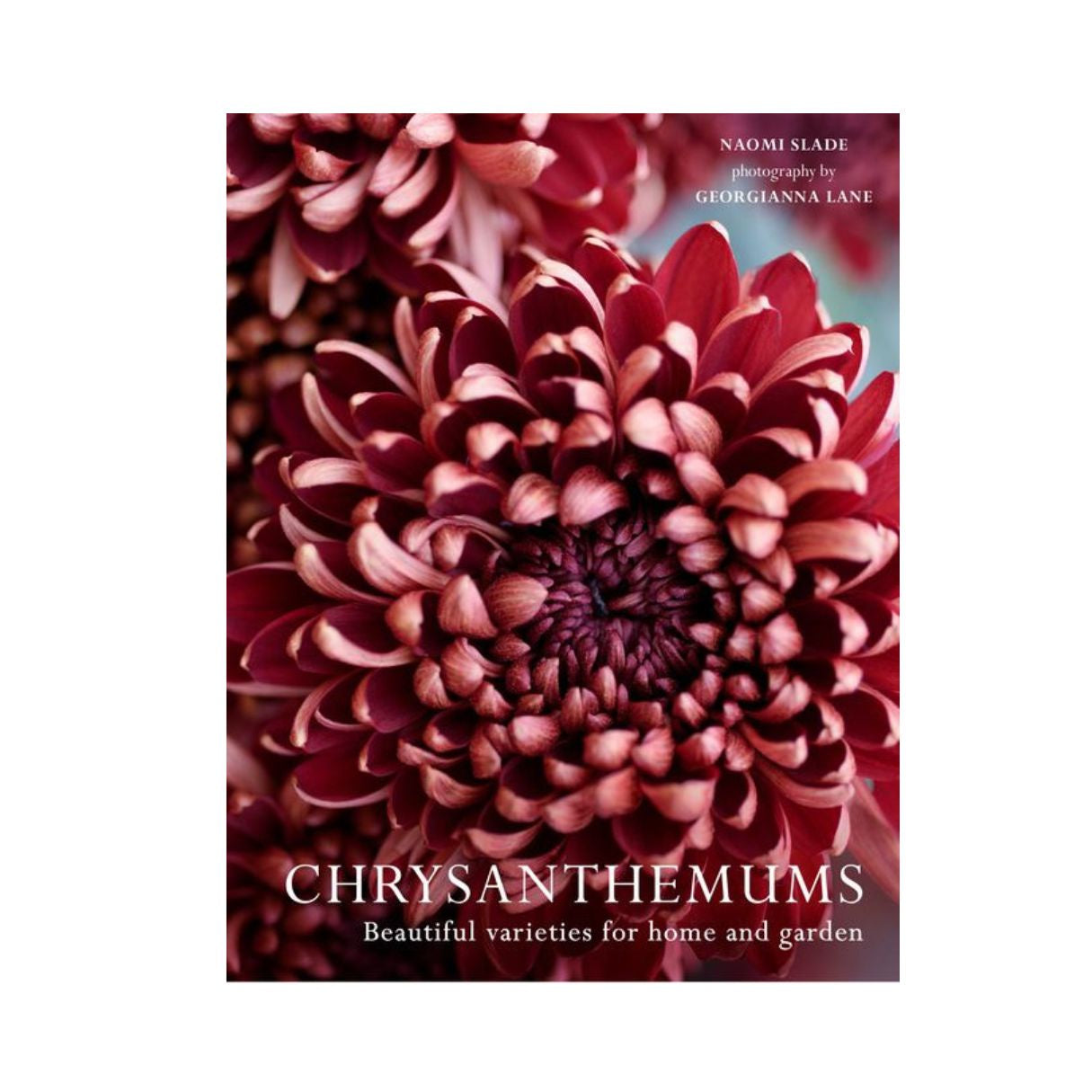 A book cover featuring a close-up photograph of deep burgundy chrysanthemums, with the title 'CHRYSANTHEMUMS' and subtitle 'Beautiful varieties for home and garden' at the bottom. Small text at the top reads 'NAOMI SLADE' and 'photography by GEORGIANNA LANE.