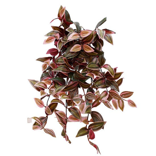 Wandering Dew Lilac Hanging Bush