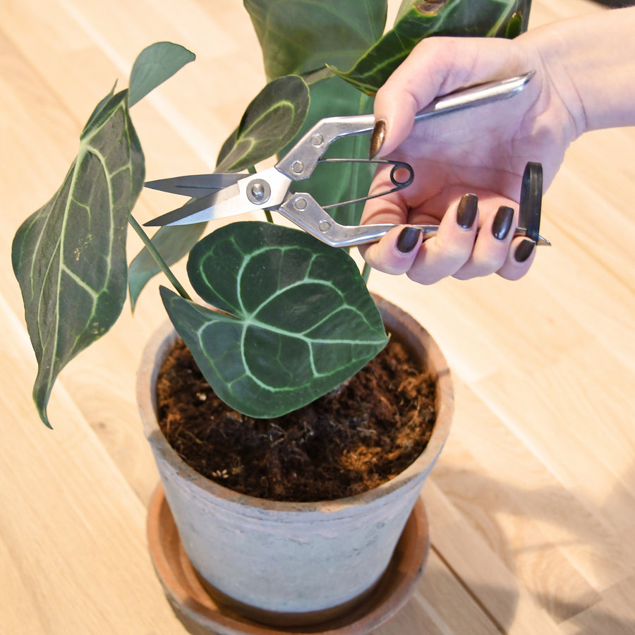 pruners indoor garden