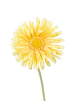 Faux Plant - Single Gerbera | Yellow