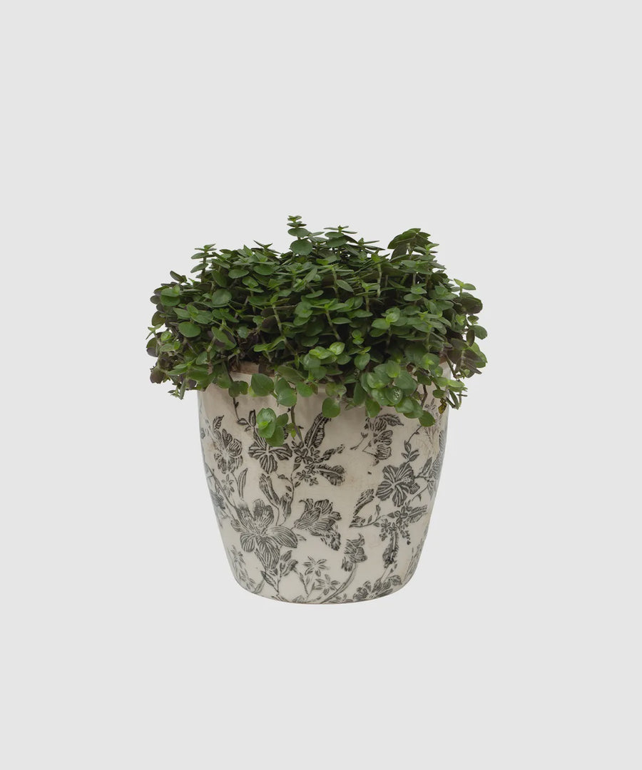 Black and White Hand Painted Pot