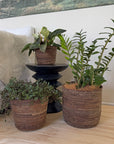 Potted plants on a wooden floor with a tapestry in the background
