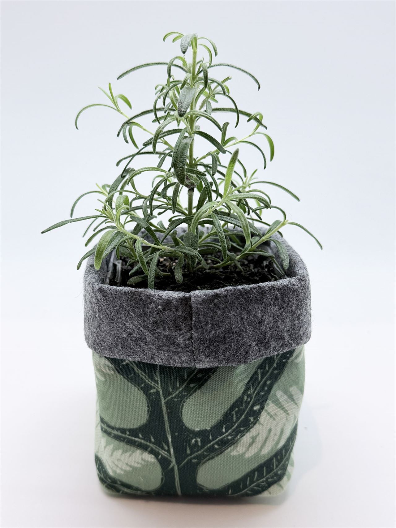Grow Bags - Mixed Fern