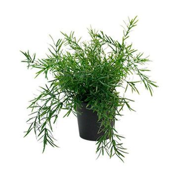 Faux Plant - Asparagus Fern - Potted