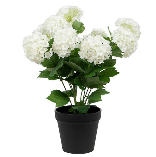Potted plant with white flowers on a white background