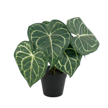 Turtle Alocasia Potted 24cm