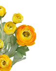 Bouquet of yellow flowers with green leaves on a white background