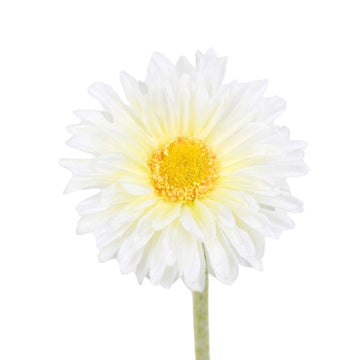 Single Gerbera White