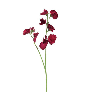 Sweet Pea Beauty