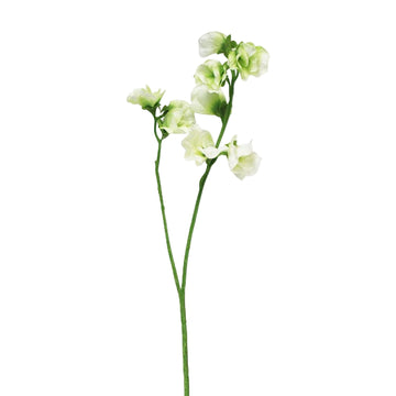 Sweet Pea Cream