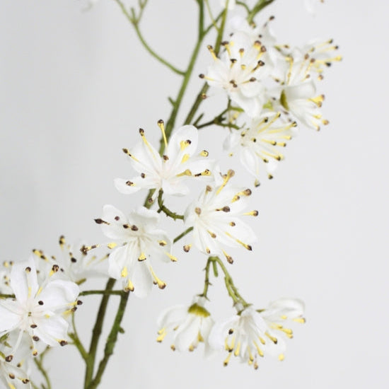 Close-up of white flowers with a light gray background