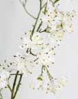 Close-up of white flowers with a light gray background