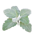 Faux Botanicals 3
