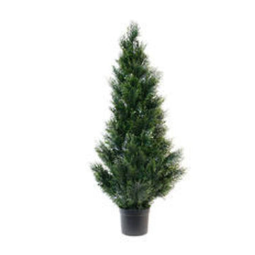 Nua Cedar