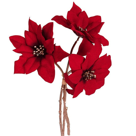 Red poinsettia flowers on a white background