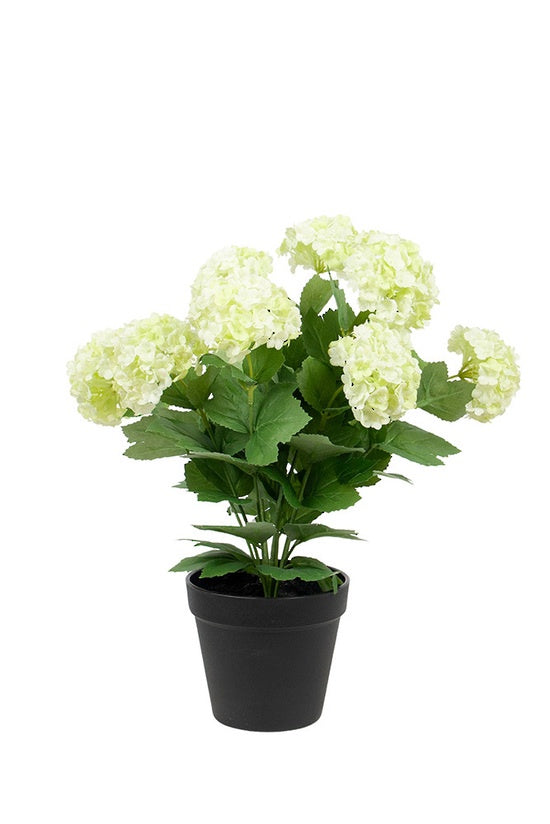 Snowball Potted - Green | 40cm
