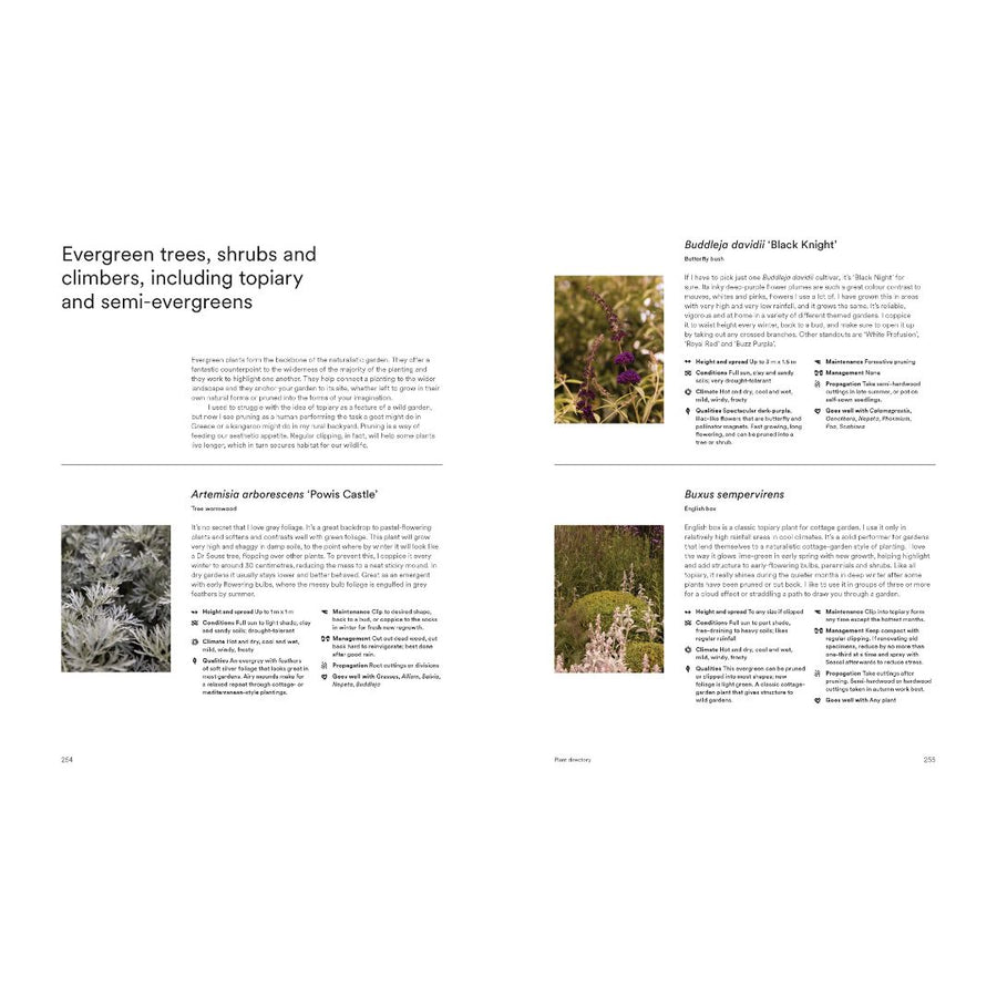 Page from a book or document about evergreen trees, shrubs, and climbers with text and images.