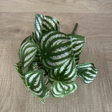 Faux Plant - Peperomia Bush