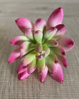 Faux Plant - Albiflora Sedum Pink