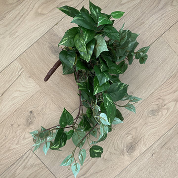 Faux Plant - Mini Pothos Hanging Bush | shelf home and gifts