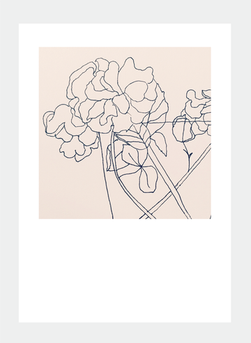 poppy cards | Shelf Home and Gifts