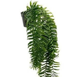 GR 164 Potted Kimberly Queen Fern