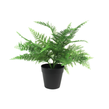 GR 707 Potted Boston Fern Flower Systems