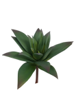 Faux Plant - Graptoveria Succulent