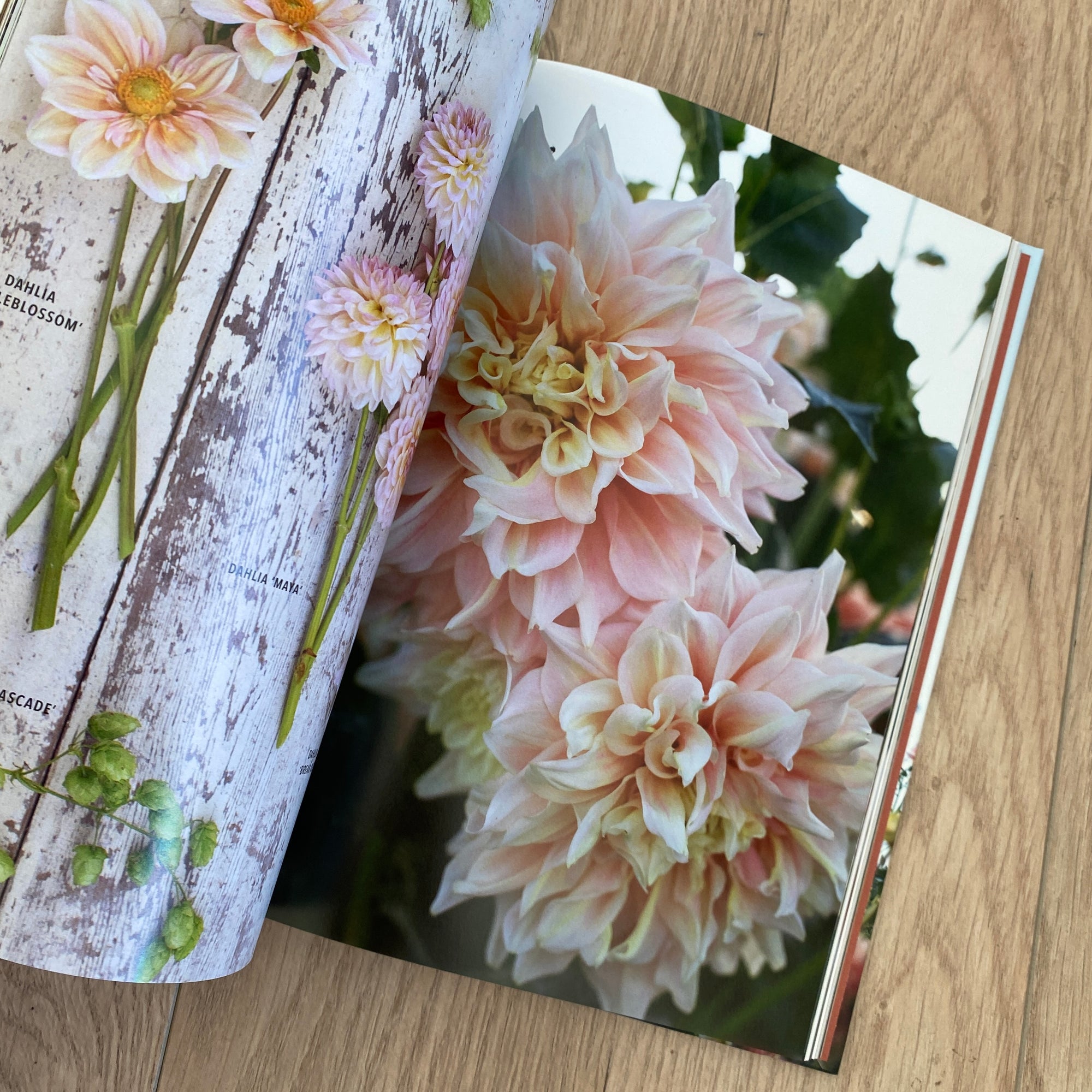Floret Farms Discovering Dahlias | shelf home and gifts