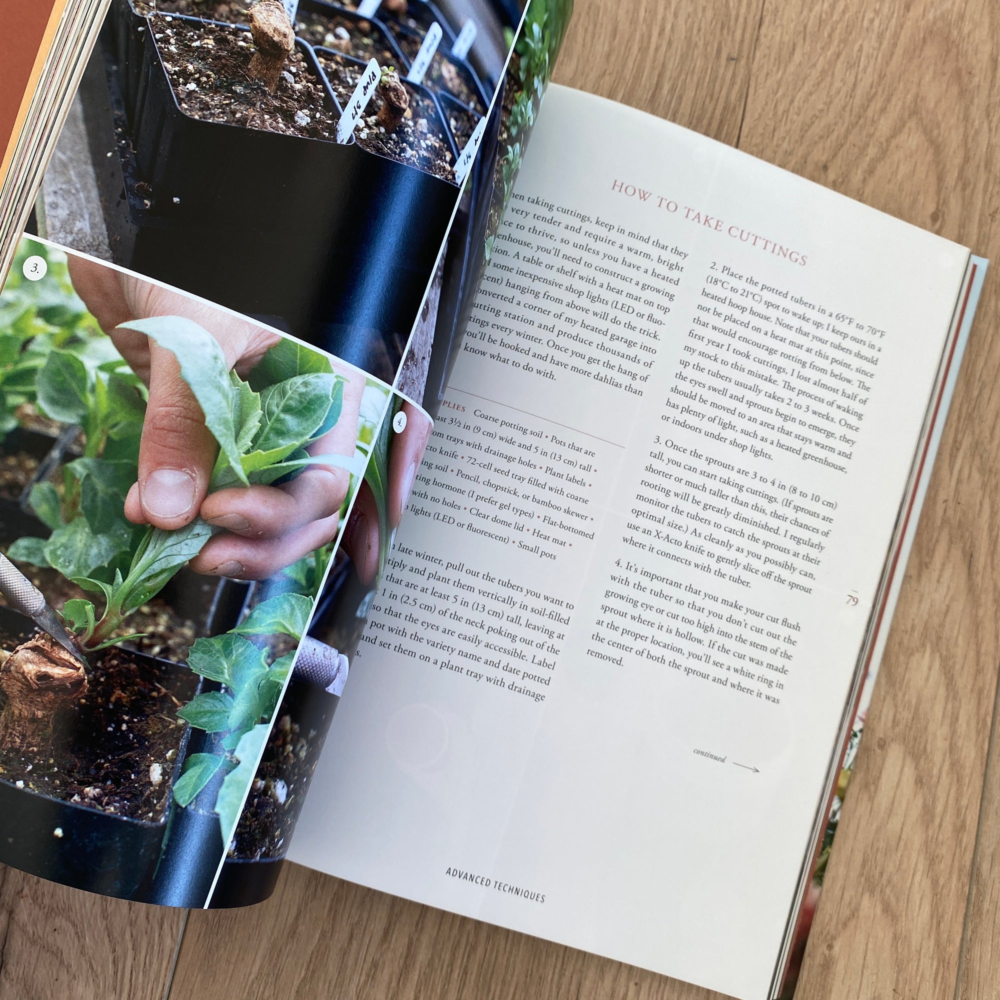 Floret Farms Discovering Dahlias | shelf home and gifts