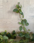 Faux Plant - Fittonia Garland