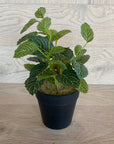 Potted Fittonia