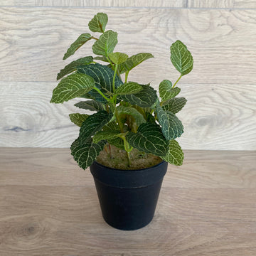 Potted Fittonia