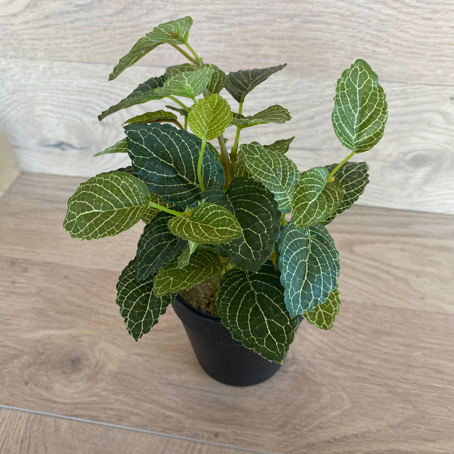 Potted Fittonia