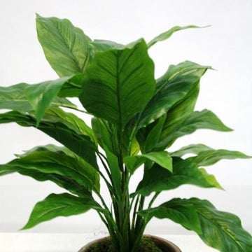 PL918 Spathiphyllum Leaf Bush