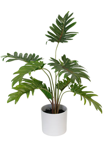 Potted Xanadu Philodendron White Pot flowersystems